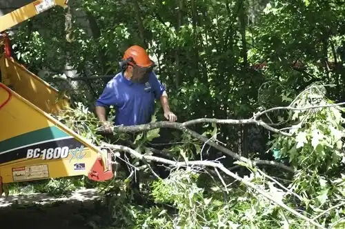 tree services Alamo